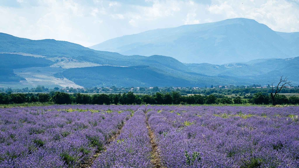 Rows of blooming lavender extend to distant mountains under a blue sky, creating a purple foreground landscape.